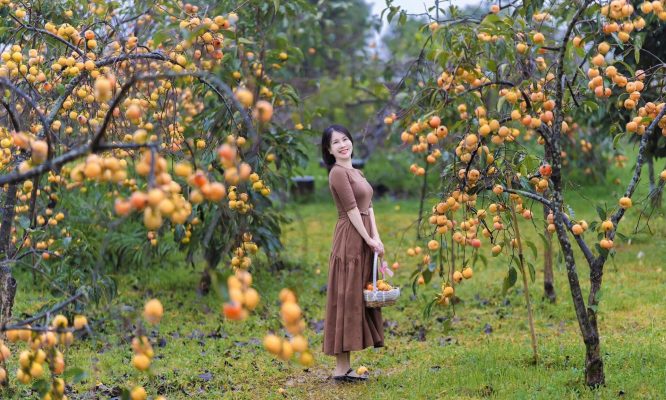 Dạo Bước Vươn hong Mộc Châu