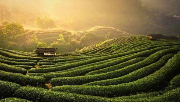 đồi chè thái nguyên